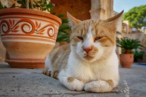 chat cretan orange assis